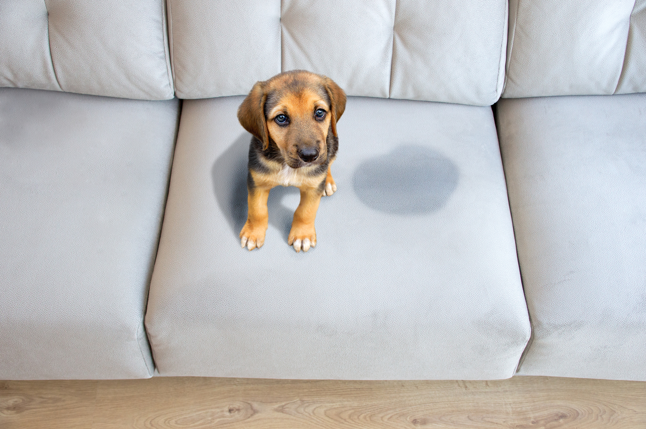 Upholstery Cleaning Costs in Auckland: Complete Price Guide 2026